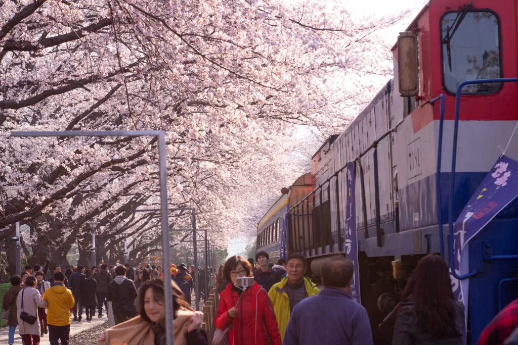 Gyeonghwa Station (Cherry Blossom Road)