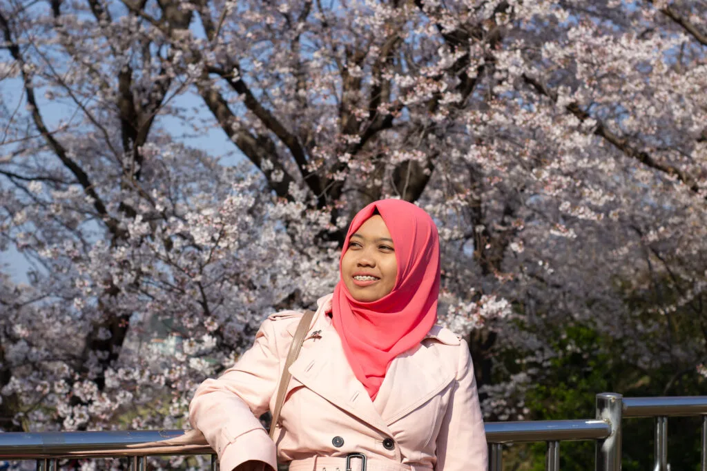 Jinhae sakura festival