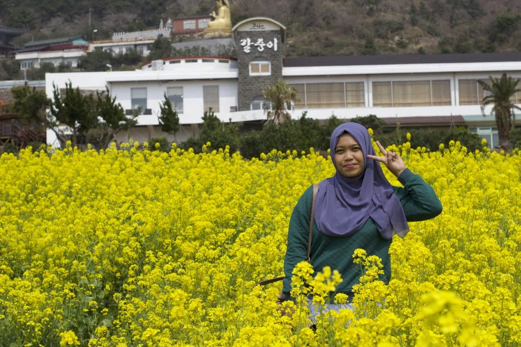 Menikmati pemandangan canola field