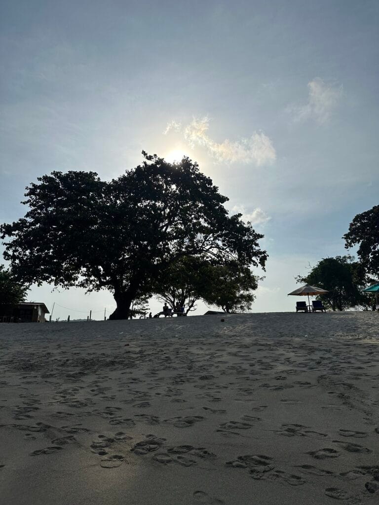 Di sekitaran pantai mawun ada pohon besar yang dapat digunakan untuk berteduh
