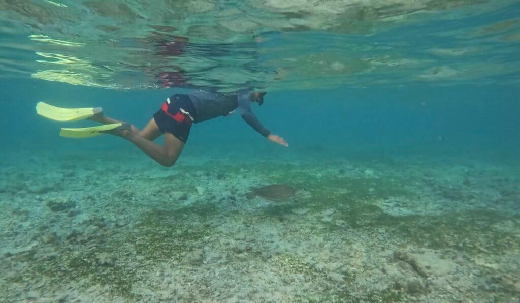 Penyu di gili trawangan akan ke daerah yang lebih dangkal untuk mencari makanan pada pagi hari