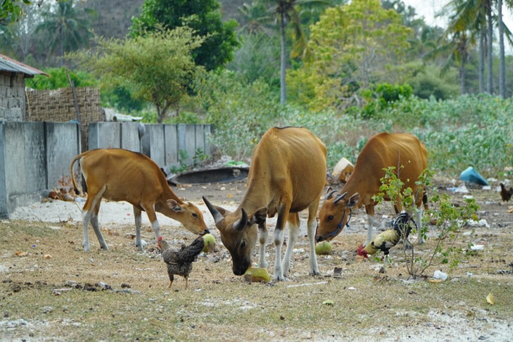 Sapi di gili sudak